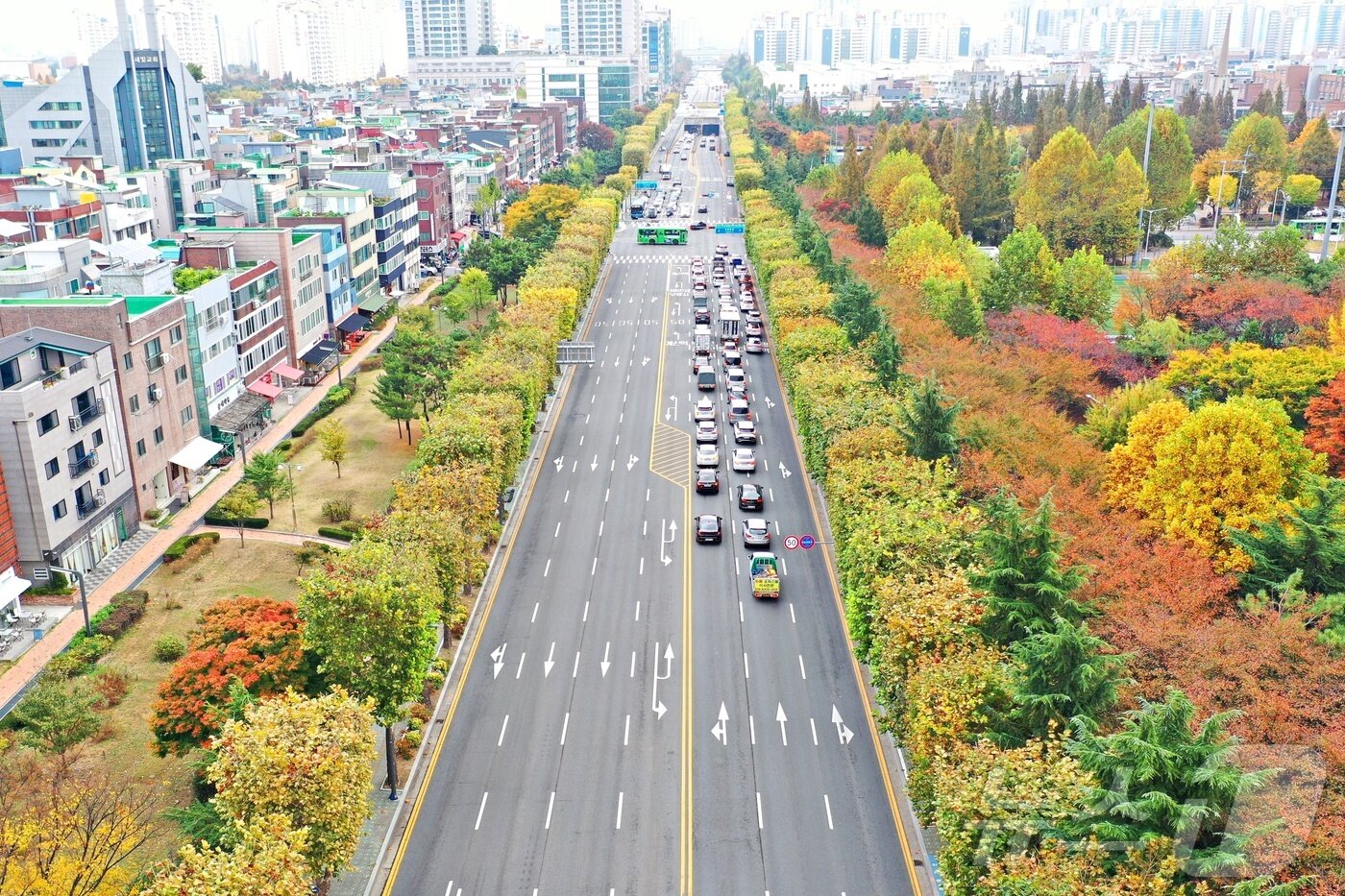 본문 이미지 -  인천 부평구 길주로 양버즘나무(산림청 제공)/뉴스1