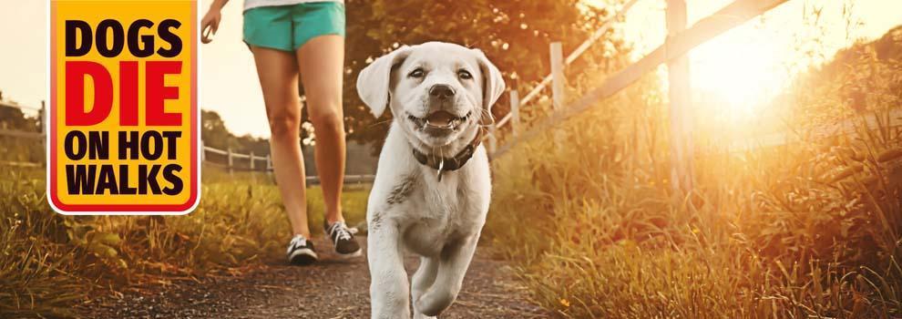 본문 이미지 - 영국왕립동물학대방지협회는 뜨거운 날에는 갇힌 차 안뿐 아니라 산책도 위험하다는 캠페인을 진행하고 있다. &#40;RPSCA 홈페이지 갈무리&#41; ⓒ 뉴스1