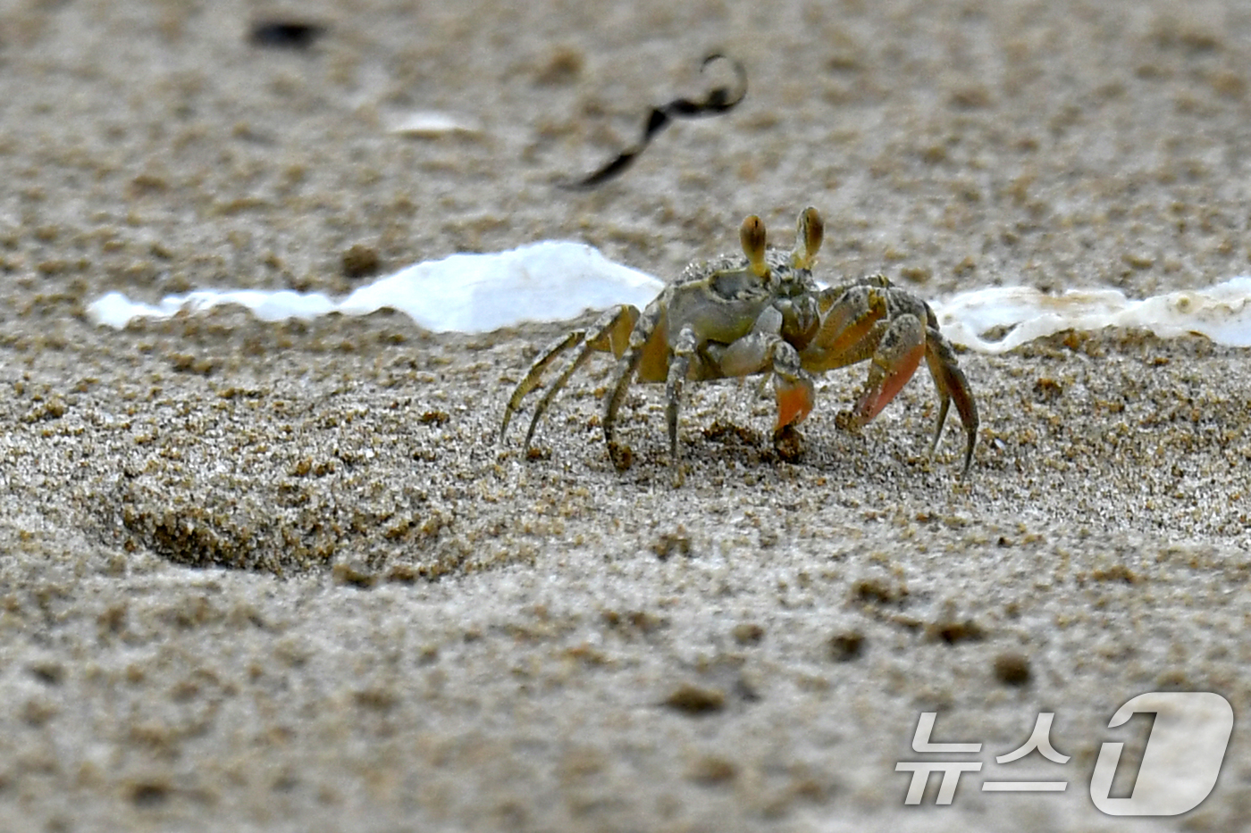 (포항=뉴스1) 최창호 기자 = 20일 오후 경북 포항시 남구 도구 해안 백사장에서 게 한마리가 주변을 살피고 있다. 2024.8.20/뉴스1