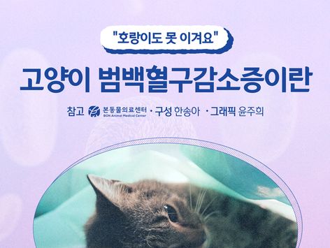 "호랑이도 못 이겨요"…고양이 범백혈구감소증이란[펫카드]