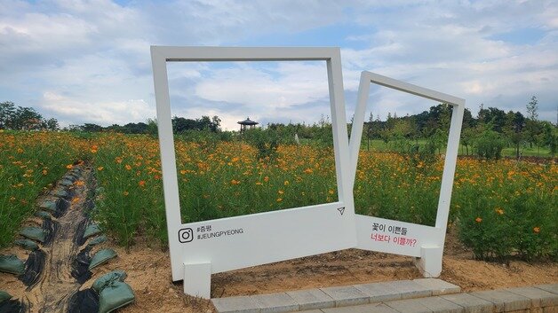 본문 이미지 - 충북 증평군농업기술센터가 증평읍 사곡리 농심테마파크에 조성한 황화코스모스 꽃밭 포토존.(증평군 제공)/뉴스1