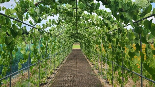 본문 이미지 - 충북 증평군농업기술센터가 증평읍 사곡리 농심테마파크에 조성한 황화코스모스 곷밭 허브랜드 터널.(증평군 제공)/뉴스1
