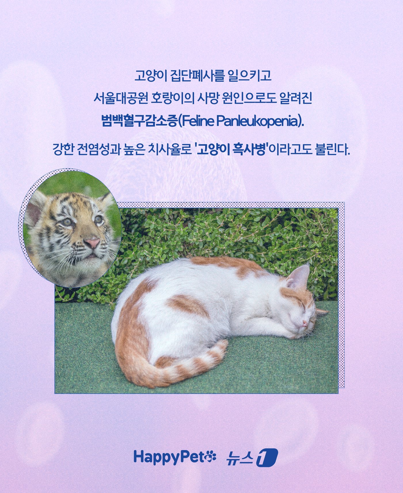 본문 이미지 - ⓒ News1 윤주희 디자이너