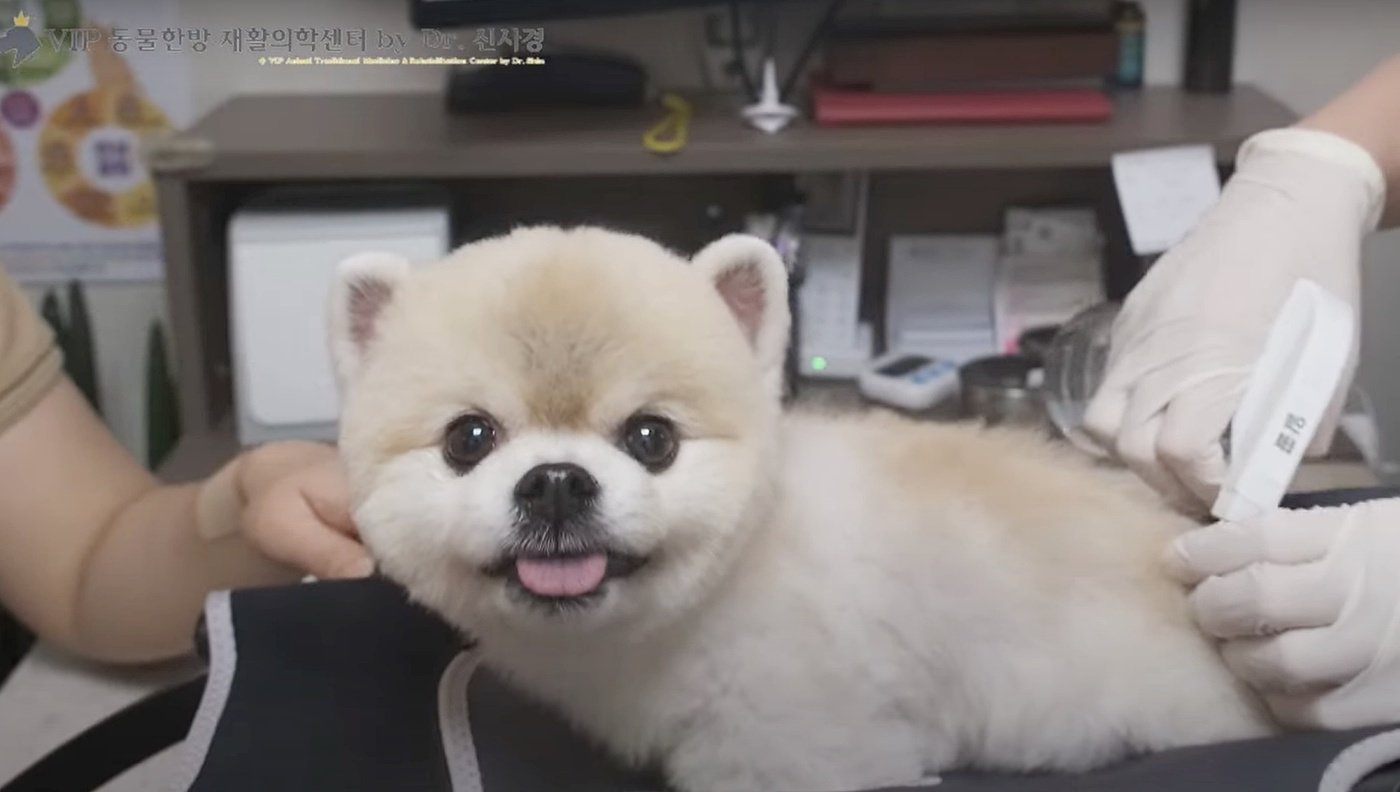 본문 이미지 - 후지 마비로 치료를 받기 위해 VIP동물한방재활의학센터 바이 닥터 신사경에 방문한 포메라니안 종 &#39;나아나&#39; &#40;VIP동물한방재활의학센터 바이 닥터 신사경 제공&#41; ⓒ 뉴스1