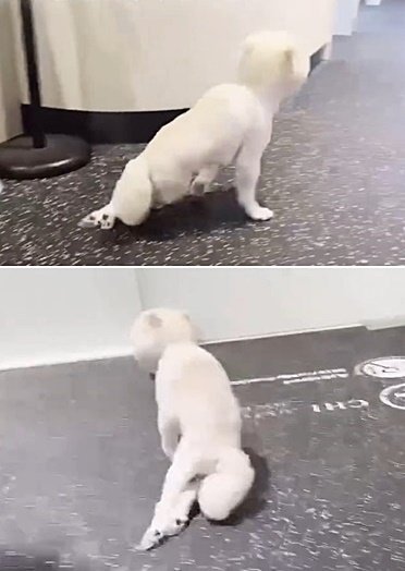 본문 이미지 - 뒷다리를 끌다가 스스로 뒷다리를 쓰지 않는 쪽으로 적응했던 모습의 나아나. &#40;VIP동물한방재활의학센터 바이 닥터 신사경 제공&#41; ⓒ 뉴스1