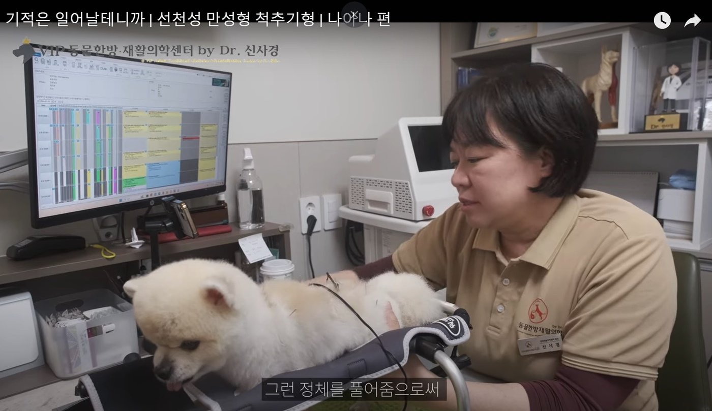 본문 이미지 - 신사경 원장에게 침 치료 받는 중인 나아나 &#40;VIP동물한방재활의학센터 바이 닥터 신사경 제공&#41; ⓒ 뉴스1