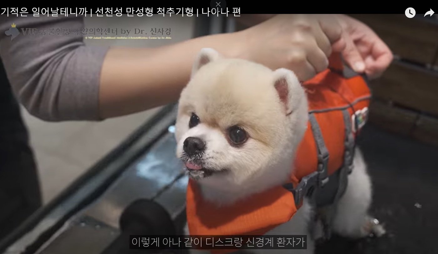 본문 이미지 - 수중 러닝 재활 운동 중인 나아나 &#40;VIP동물한방재활의학센터 바이 닥터 신사경 제공&#41; ⓒ 뉴스1