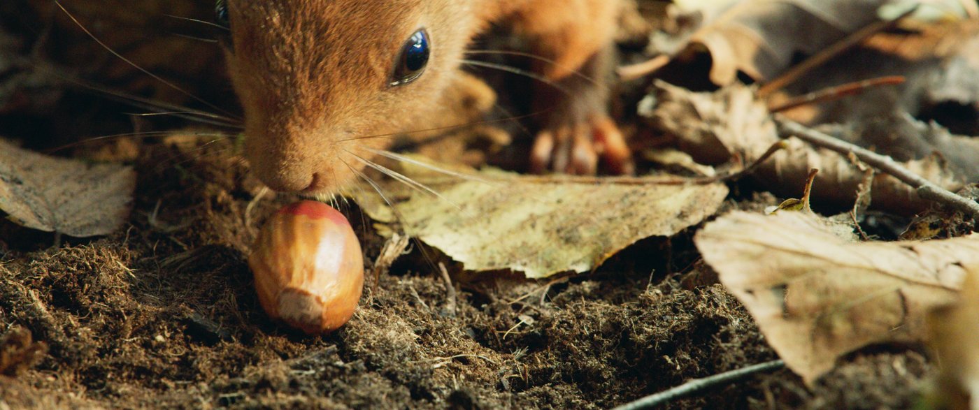 본문 이미지 - 상영작 <참나무 숲 동물들> 메인 이미지 (동물권행동 카라 제공) ⓒ 뉴스1