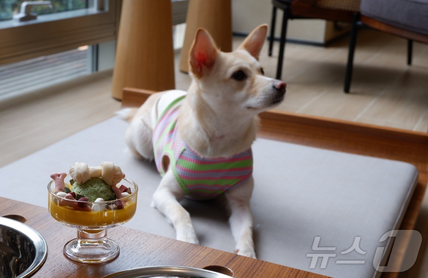 본문 이미지 - 카페 스위프에선 반려견을 위한 음료인 멍푸치노, 간식인 멍파르페를 판매한다.ⓒ News1 윤슬빈 기자