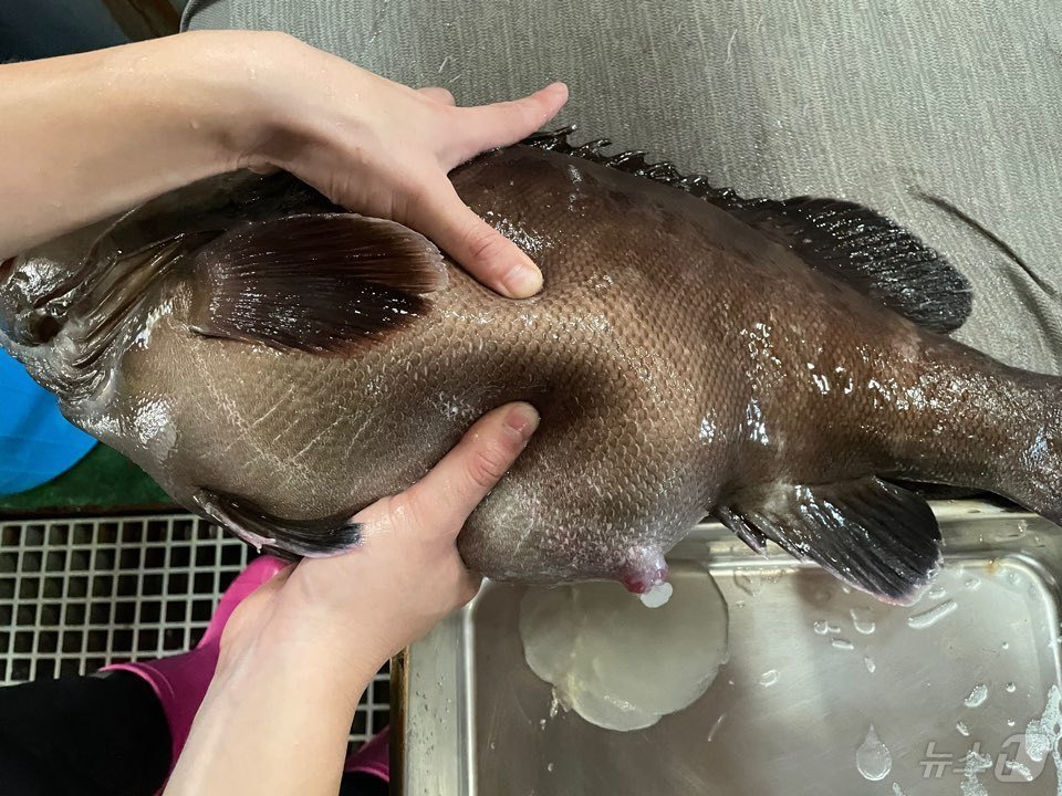 본문 이미지 - 능성어.(경남도 제공)