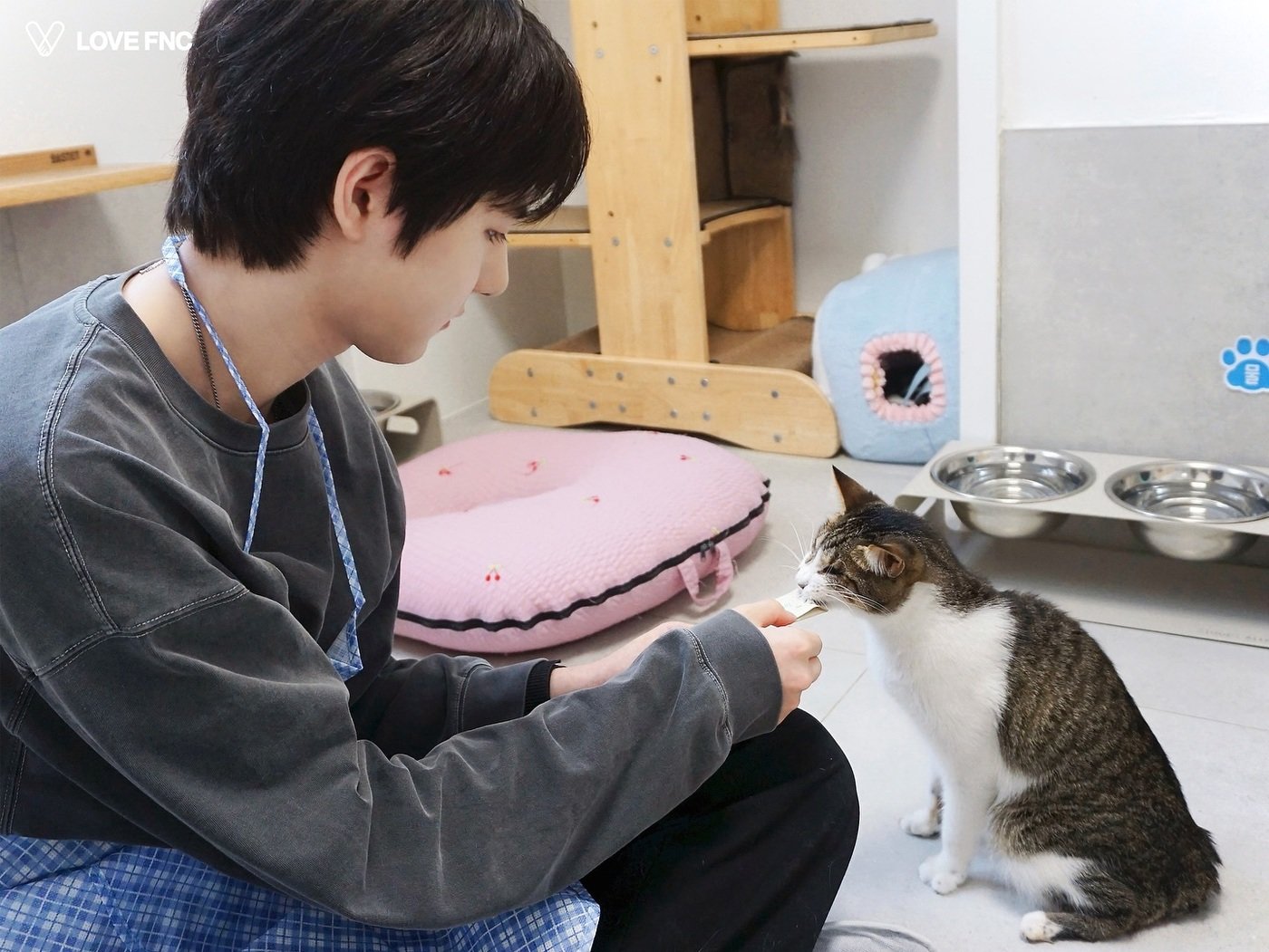 본문 이미지 - 보이그룹 앰버샌드원 멤버가 지난 8일 서울시 용산구에 위치한 나비야 사랑해 보호소에 방문해 고양이에게 간식을 주고 있다. (나비야 사랑해 제공) ⓒ 뉴스1