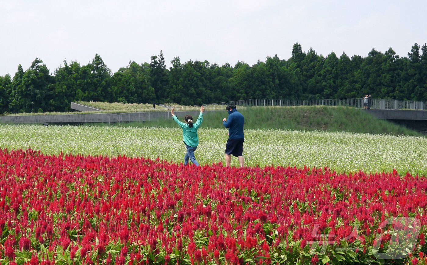 본문 이미지 - 26일 오후 제주 서귀포시 표선면 보롬왓 농장에 맨드라미 꽃이 활짝 펴 시선을 사로잡고 있다.2024.8.26/뉴스1 ⓒ News1 오미란 기자