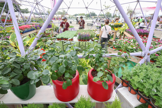 "내게 맞는 식물은?"…농진청, 반려식물 추천 서비스 출시