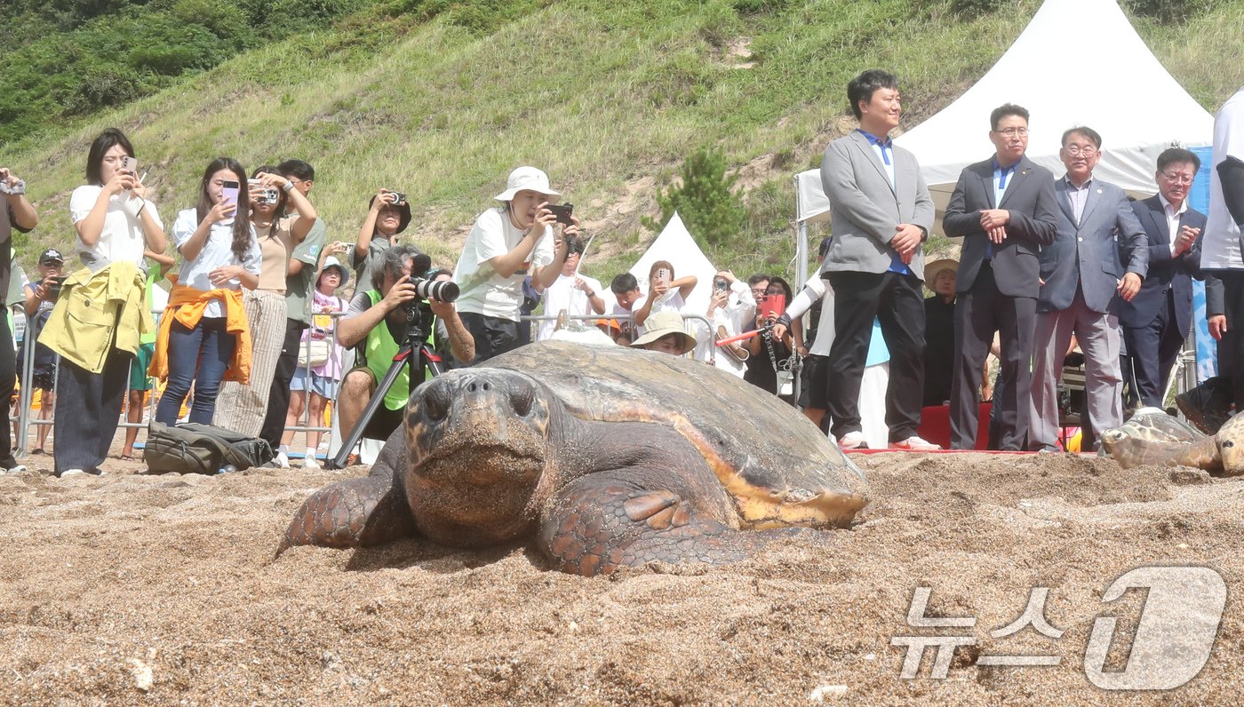 본문 이미지 - 28일 오전 제주 서귀포시 중문 색달해수욕장에서 열린 바다거북 방류행사에서 바다거북이가 바다로 향하고 있다. 이날 방류된 바다거북 9마리 중 5마리는 해양수산부가 지원한 인공증식 사업으로 탄생했고, 나머지 4마리는 구조돼 치료를 마친 개체다. 2024.8.28/뉴스1 ⓒ News1 오현지 기자