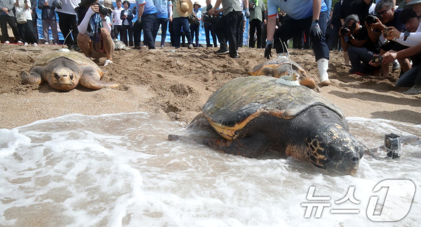 본문 이미지 - 28일 오전 제주 서귀포시 중문 색달해수욕장에서 열린 바다거북 방류행사에서 바다거북이가 바다로 향하고 있다. 이날 방류된 바다거북 9마리 중 5마리는 해양수산부가 지원한 인공증식 사업으로 탄생했고, 나머지 4마리는 구조돼 치료를 마친 개체다. 2024.8.28/뉴스1 ⓒ News1 오현지 기자