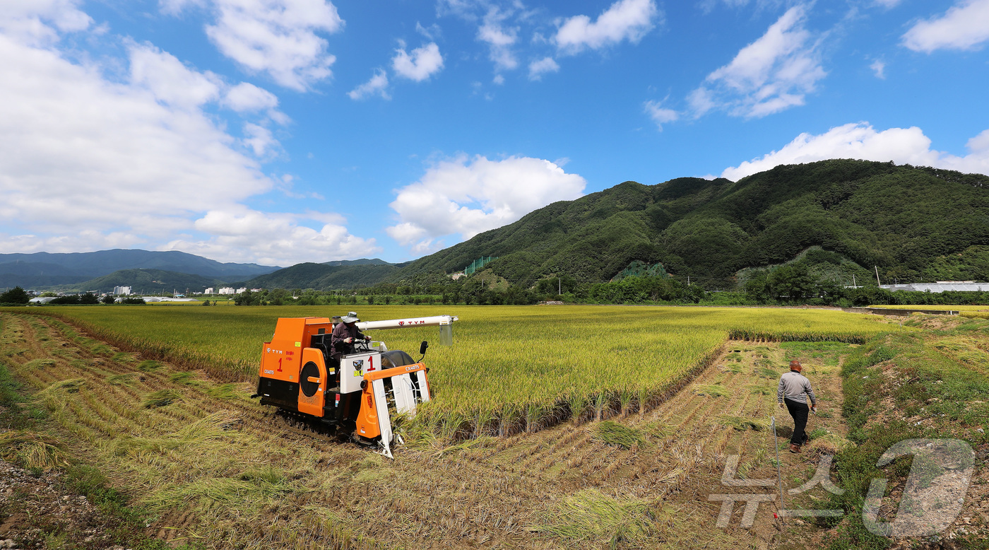 (인제=뉴스1) 이종재 기자 = 28일 강원 인제군 북면 원통리 일원에서 올해 첫 하늘내린 오대쌀 벼베기를 시작하며 본격적인 수확을 알렸다. 이날 첫 벼베기를 시작으로 지역내 7개 …