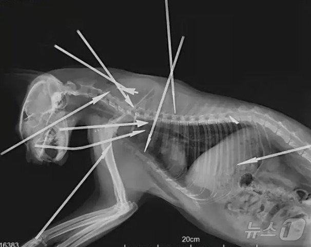 본문 이미지 - 고양이 X-레이 사진 - 바이두 갈무리