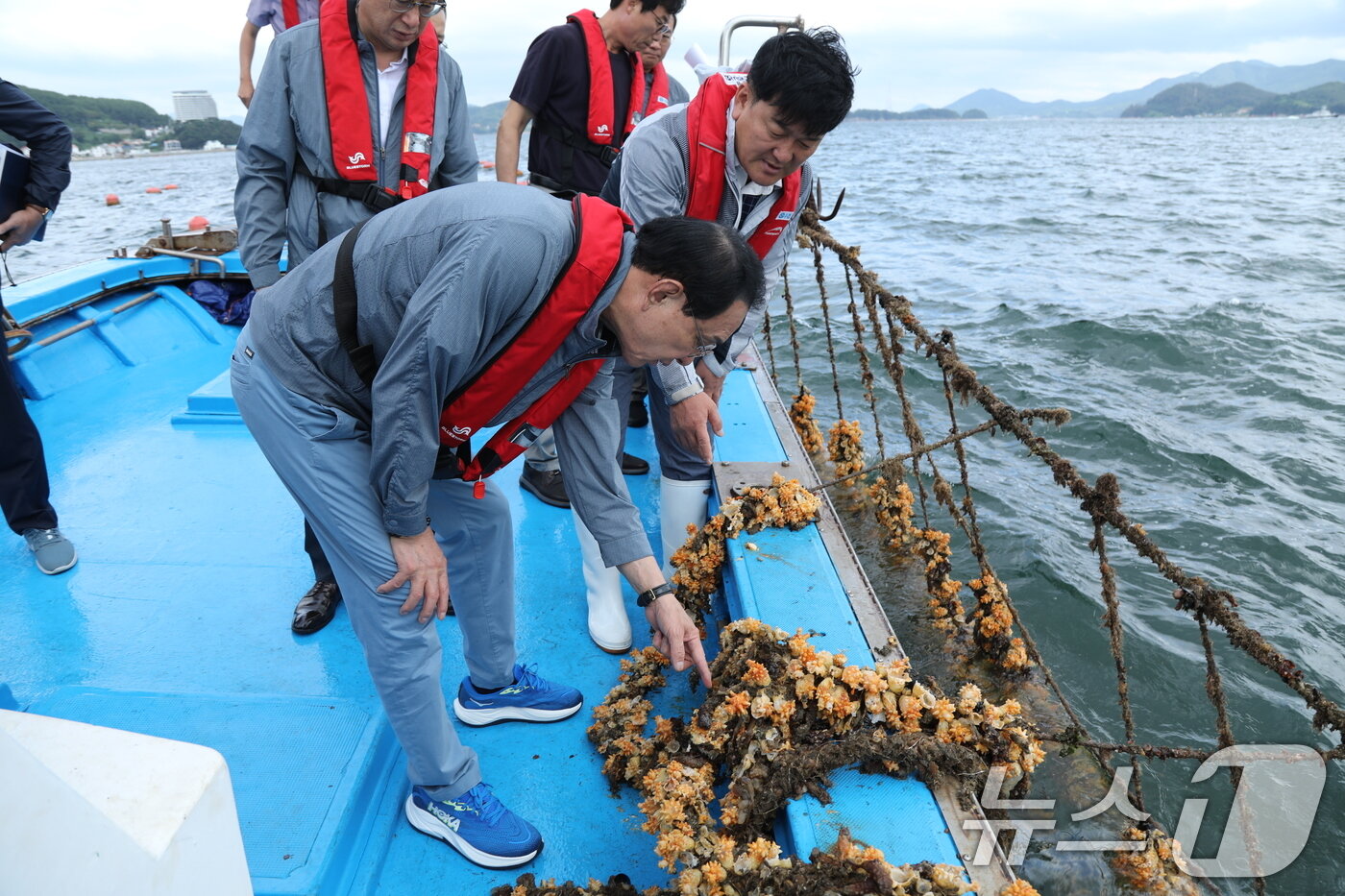 본문 이미지 - 노동진 수협중앙회장이 경남 통영시 연안에 설치된 멍게·어류 양식장을 찾아 고수온으로 인한 멍게 양식장 피해 상황을 살펴보고 있다. &#40;수협중앙회 제공. 재판매 및 DB 금지.&#41;