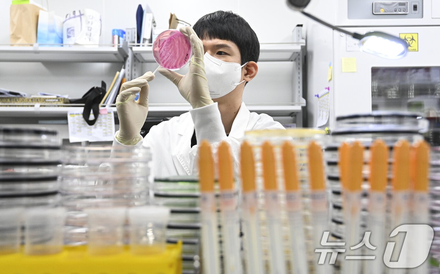 본문 이미지 - 경기도 수원시 권선구 경기도보건환경연구원에서 감염병연구부 수인성질환팀 직원이 식중독균 배양검사를 하고 있다. /뉴스1 ⓒ News1 이재명 기자