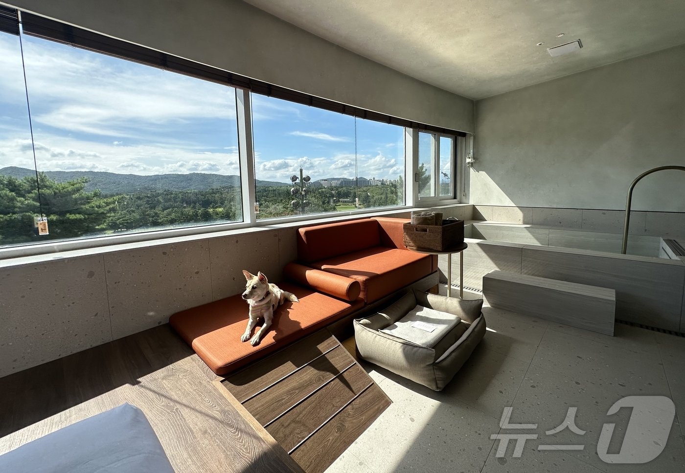 본문 이미지 - 반려견과 물놀이를 할 수 있는 욕조를 갖춘 시그니처 객실. ⓒ News1 윤슬빈 기자