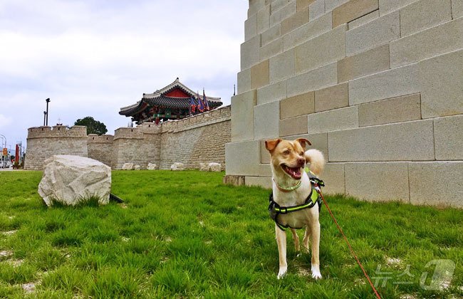 본문 이미지 - 경주읍성에서 반려견 인증샷 남기기(경주시청 제공)