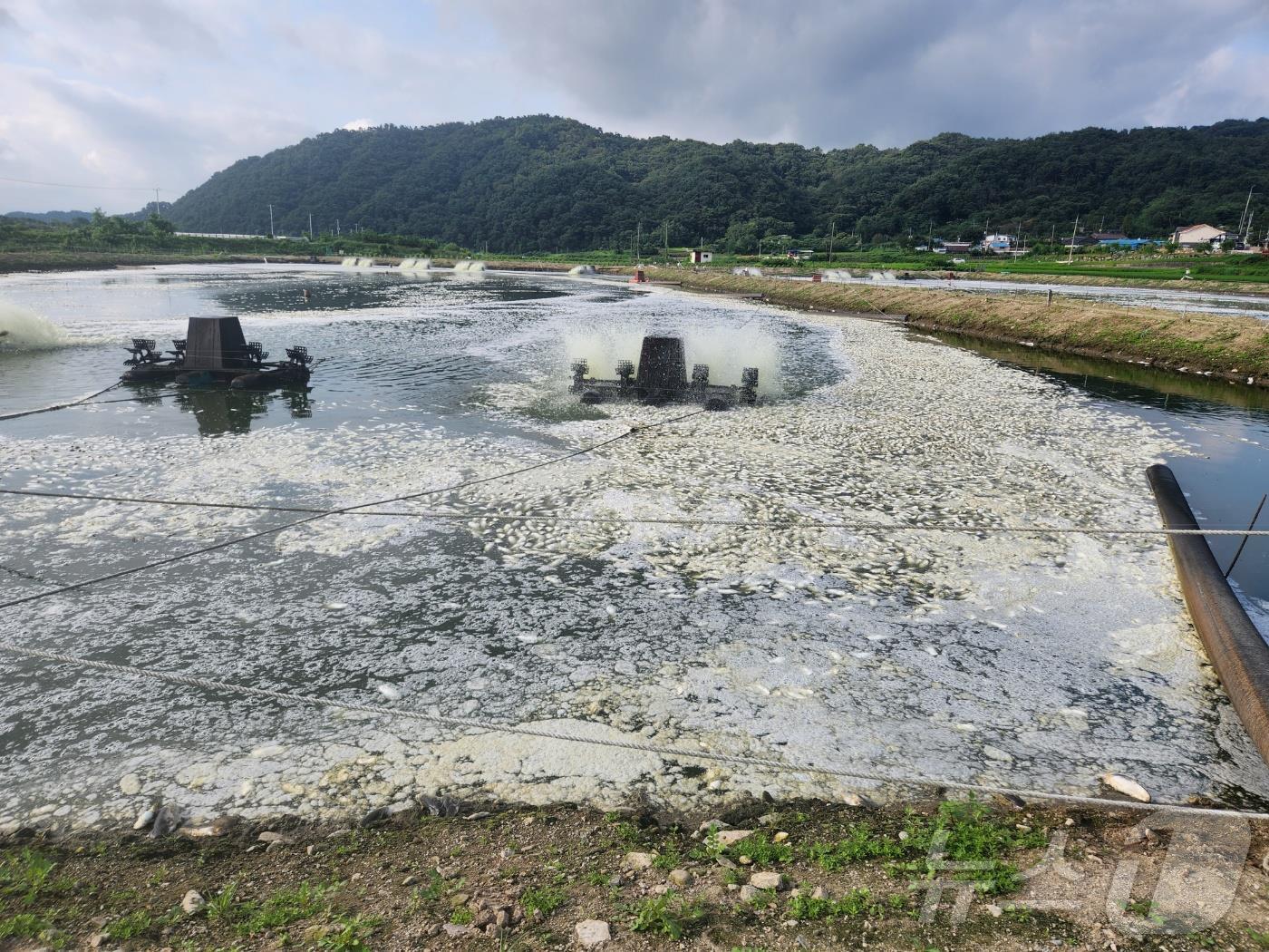 본문 이미지 - 거품처럼 보이는 흰색 띠는 폐사한 메기가 수면 위로 떠올라 있는 모습.(양어장 대표 제공)2024.8.3/뉴스1