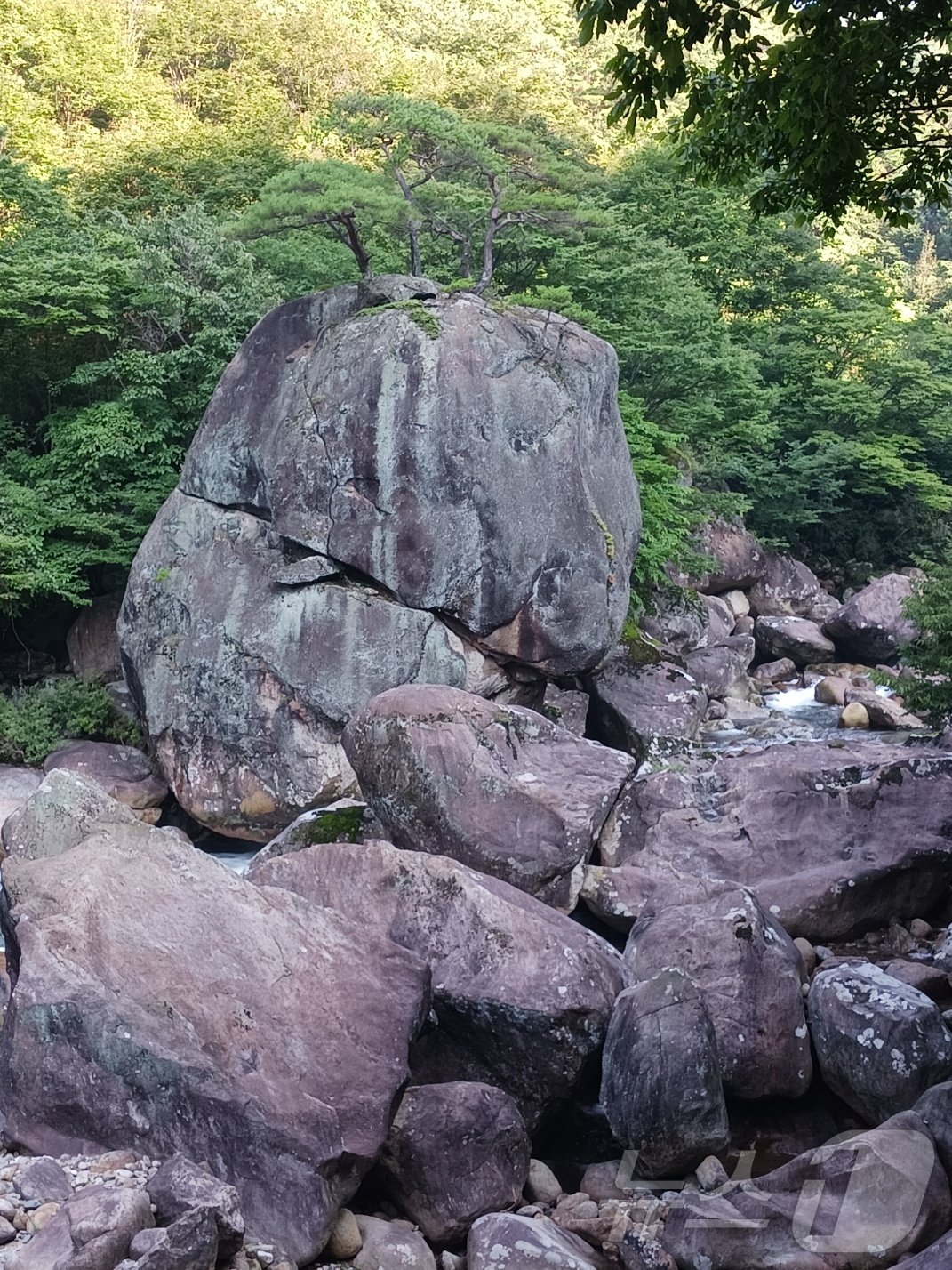 본문 이미지 - 16세 때 원통암에서 출가한 서산대사가 이 바위 위에서 '화개동 입산시'를 읊으며 출가를 결심했다고 한다.  바위 위 소나무 삼형제가 신비하다.  시멘트 길을 따라 가다 왼쪽으로 눈을 돌려야 찾을 수 있다.