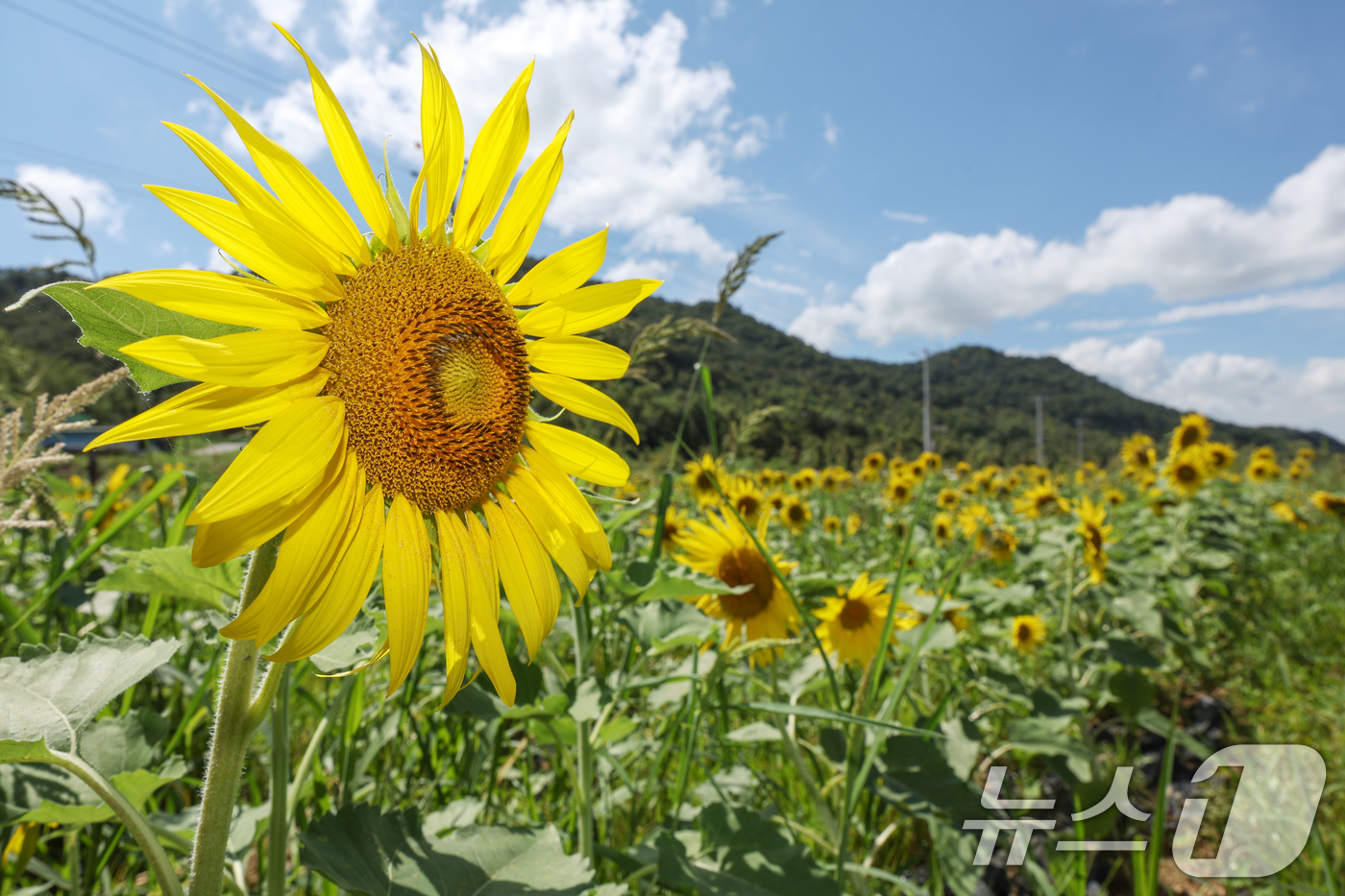 (인천=뉴스1) 민경석 기자 = 30일 오후 '제4회 교동도 해바라기 정원 축제'가 열린 인천 강화군 교동도에 해바라기가 만개해 있다.해바라기 정원은 지난 2017년부터 난정저수지 …