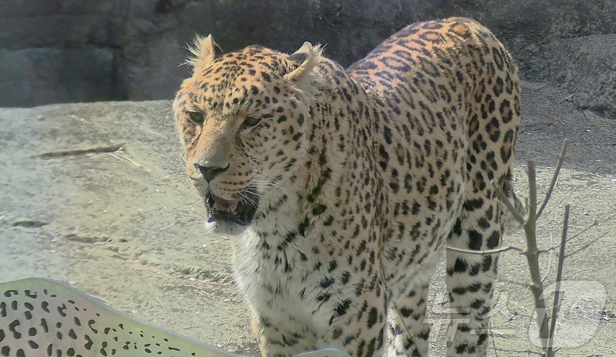 본문 이미지 -  북중국 표범 '레옹' (독자 제공)