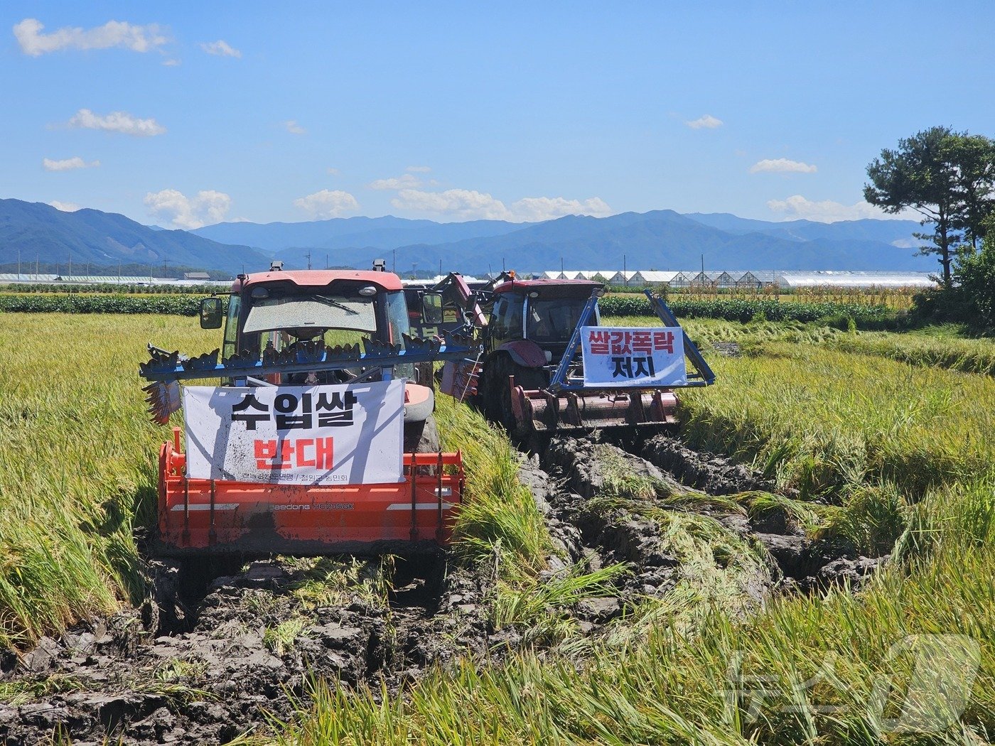 본문 이미지 - 전국농민회총연맹(이하 전농) 강원도연맹이 30일 철원 동송읍 오덕리의 한 벼 농가의 논을 갈아엎으며 쌀값 보장을 촉구했다.(전농 강원도연맹 제공)