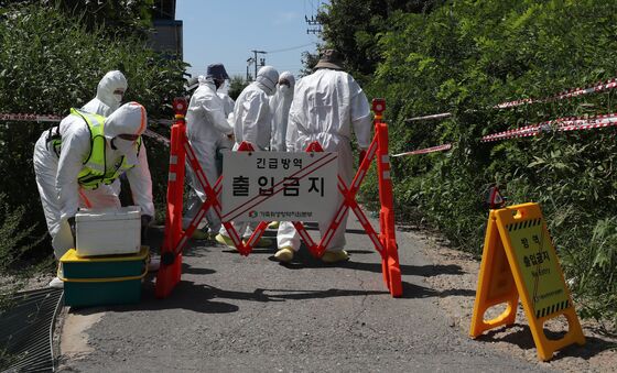 파주 양돈농장서 아프리카돼지열병 발생…긴급 방역 돌입