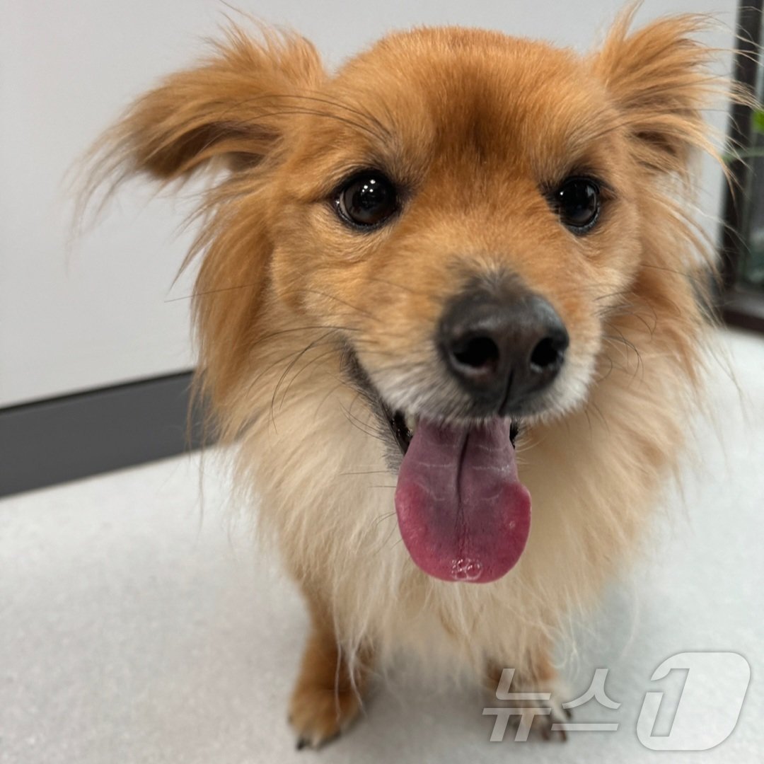 본문 이미지 - 식이를 조절한 뒤 더 이상 설사를 하지 않는 강아지 쮸로(고려동물메디컬센터 제공) ⓒ 뉴스1