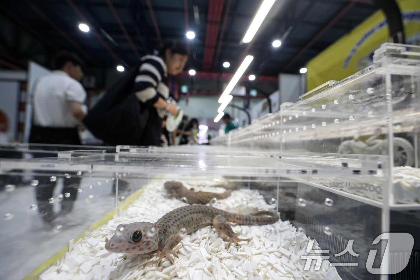 (서울=뉴스1) 이승배 기자 = 4일 서울 강남구 세텍에서 열린 파충류 박람회 '2023 코리아 렙타일 쇼'에 다양한 애완 파충류가 전시돼 있다. 2024.8.4/뉴스1