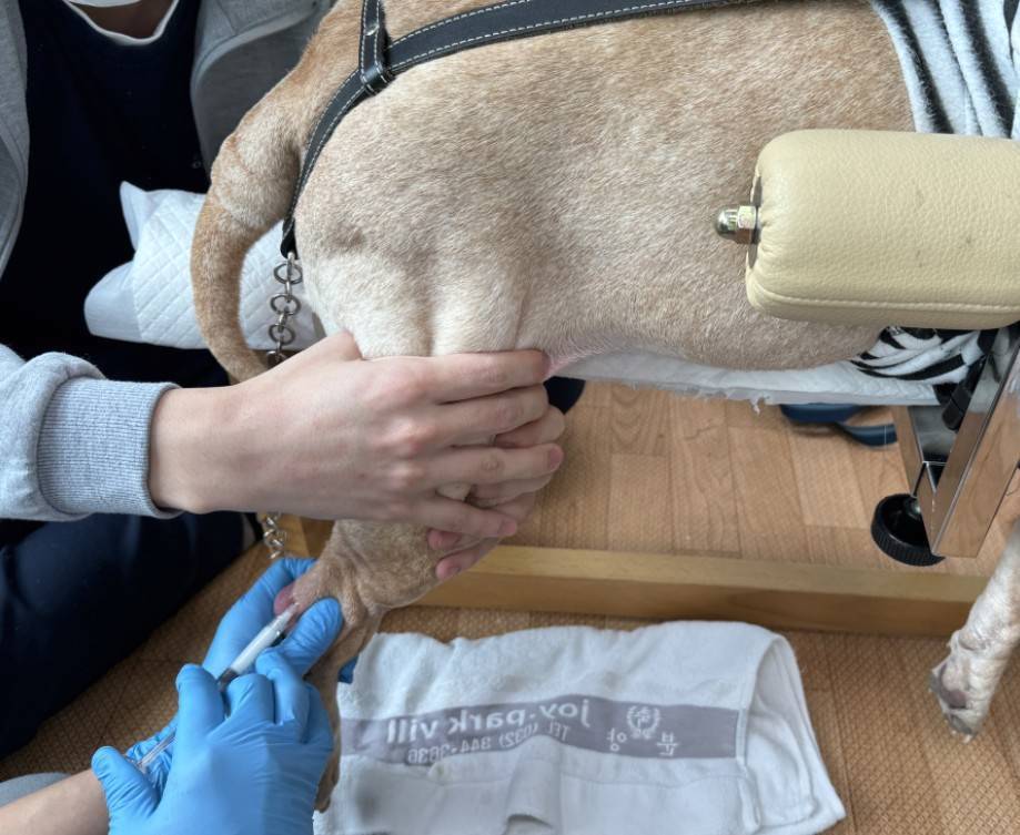 본문 이미지 - 관절 질환으로 애니씰C 관절 주사를 맞는 강아지(더셈펫바이오 애니씰 제공) ⓒ 뉴스1