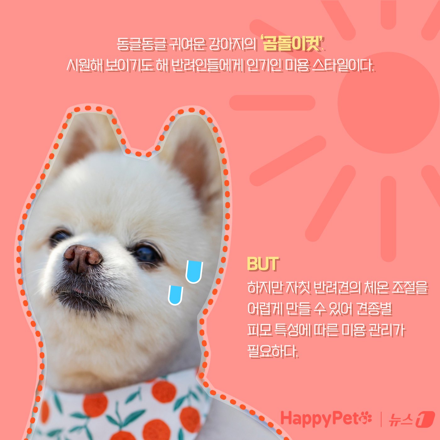 본문 이미지 - 강아지 곰돌이컷 미용, 주의해야 하는 이유 ⓒ News1 양혜림 디자이너