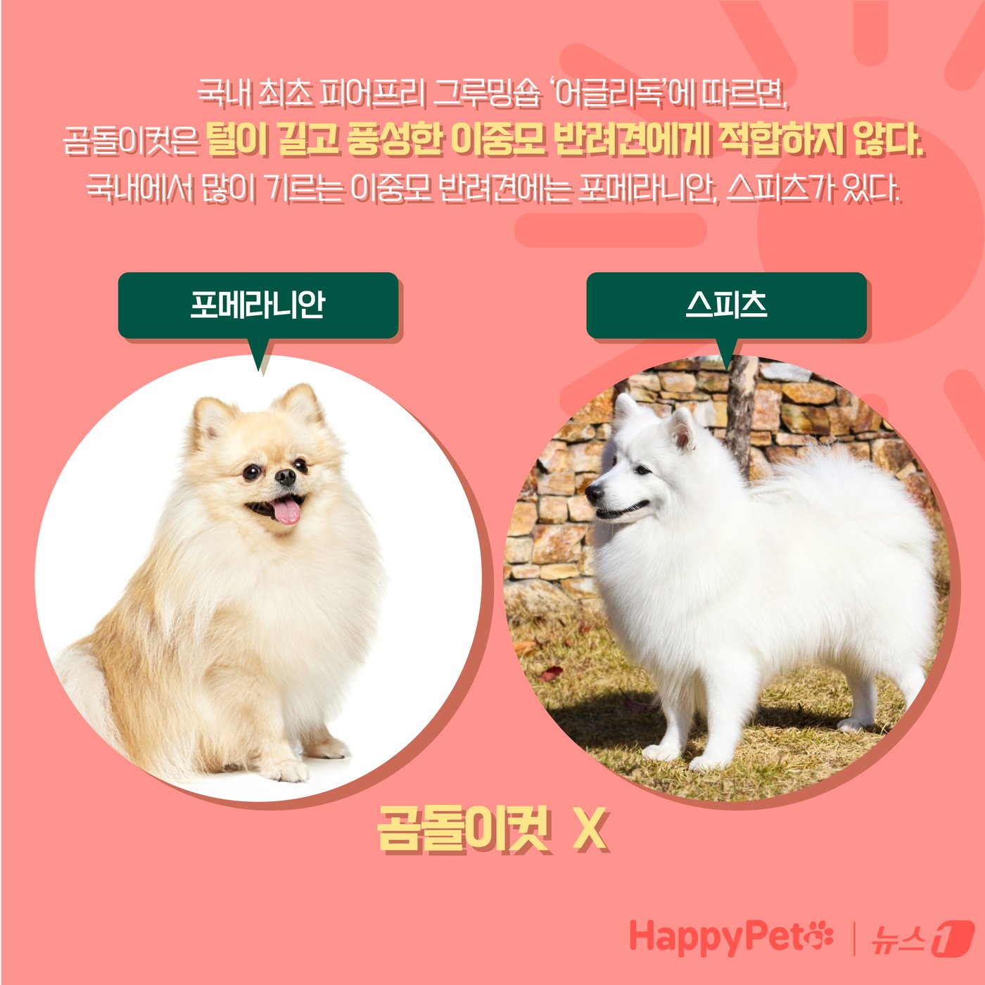 본문 이미지 - 강아지 곰돌이컷 미용, 주의해야 하는 이유 ⓒ News1 양혜림 디자이너