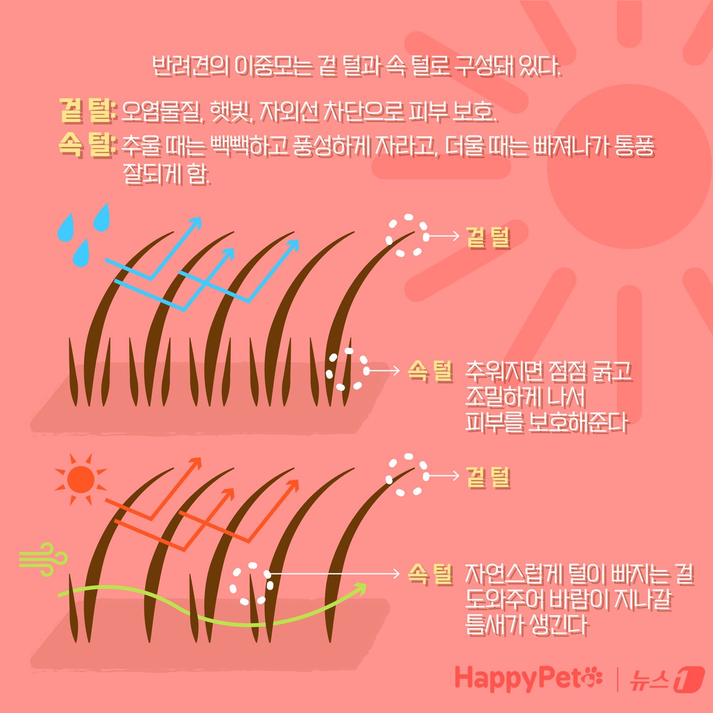 본문 이미지 - 강아지 곰돌이컷 미용, 주의해야 하는 이유 ⓒ News1 양혜림 디자이너