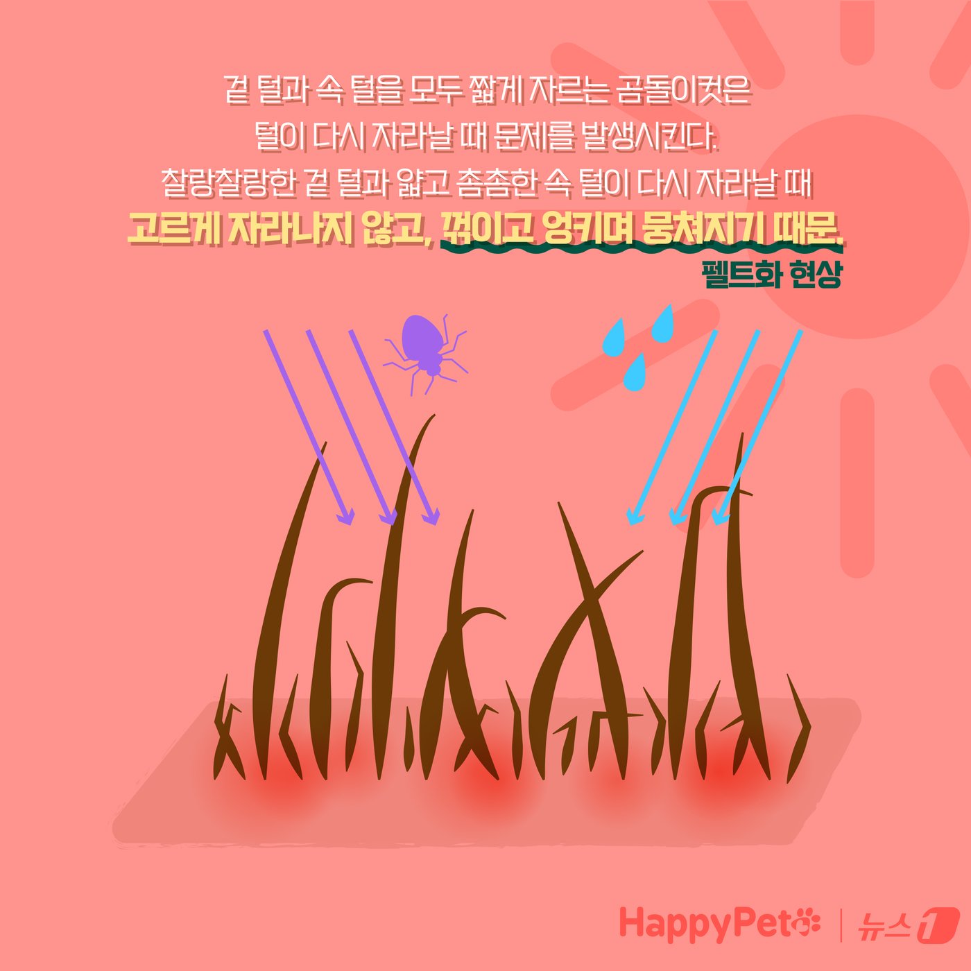 본문 이미지 - 강아지 곰돌이컷 미용, 주의해야 하는 이유 ⓒ News1 양혜림 디자이너