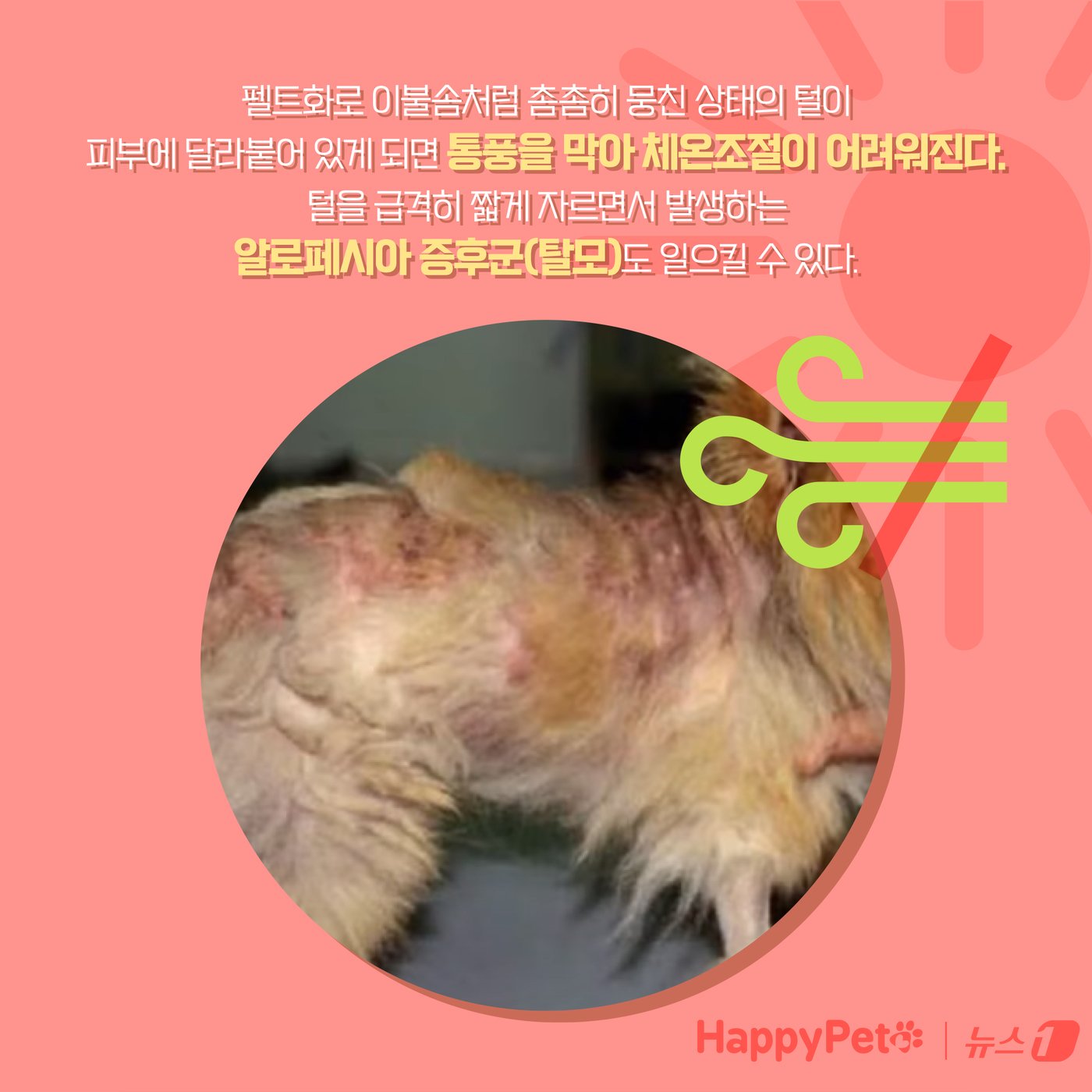 본문 이미지 - 강아지 곰돌이컷 미용, 주의해야 하는 이유 ⓒ News1 양혜림 디자이너