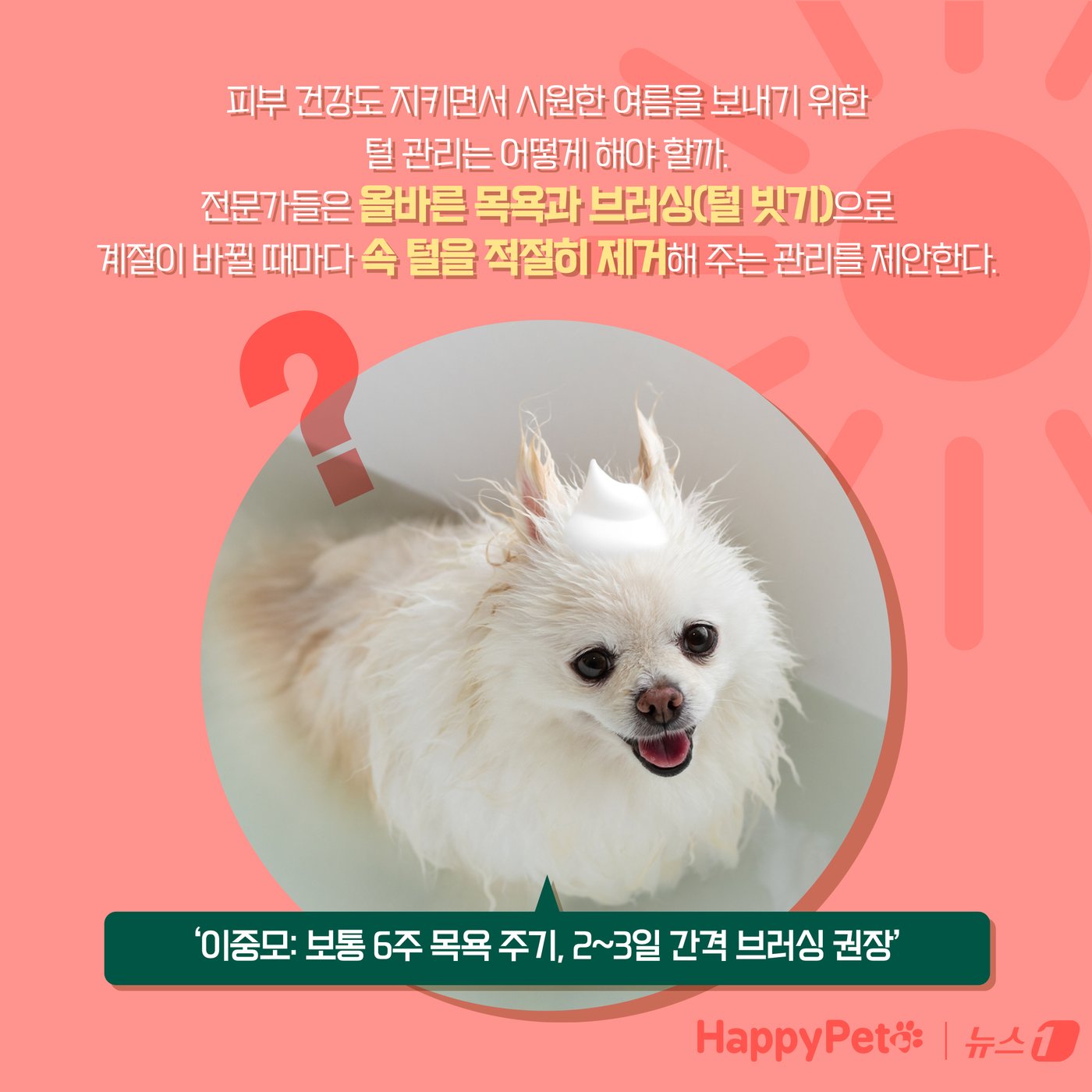 본문 이미지 - 강아지 곰돌이컷 미용, 주의해야 하는 이유 ⓒ News1 양혜림 디자이너