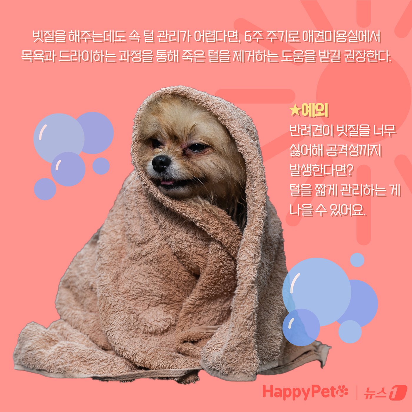 본문 이미지 - 강아지 곰돌이컷 미용, 주의해야 하는 이유 ⓒ News1 양혜림 디자이너
