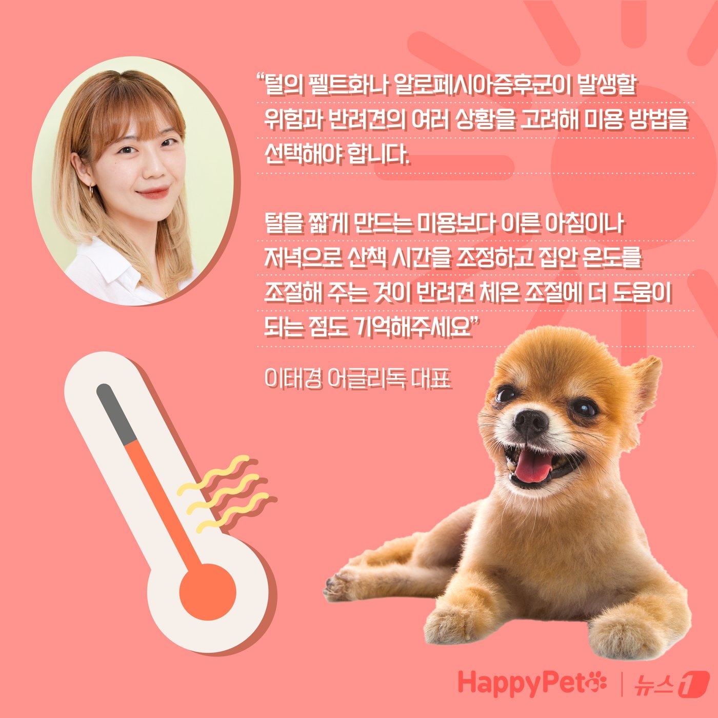 본문 이미지 - 강아지 곰돌이컷 미용, 주의해야 하는 이유 ⓒ News1 양혜림 디자이너