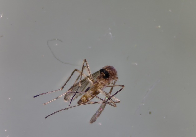 여수서 일본뇌염 매개 '작은빨간집모기' 확인…작년보다 3개월 빨라