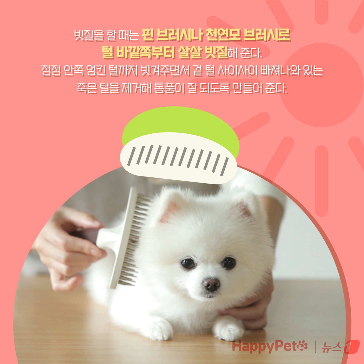 본문 이미지 - 강아지 곰돌이컷 미용, 주의해야 하는 이유 ⓒ News1 양혜림 디자이너