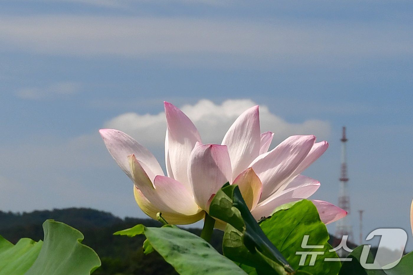본문 이미지 - 절기상 입추를 하루 앞둔 6일 오전 경북 포항시 남구 연일읍 연밭에서 연꽃이 활짝 펴 탐방객의 눈길을 끌고 있다. 2024.8.6/뉴스1 ⓒ News1 최창호 기자