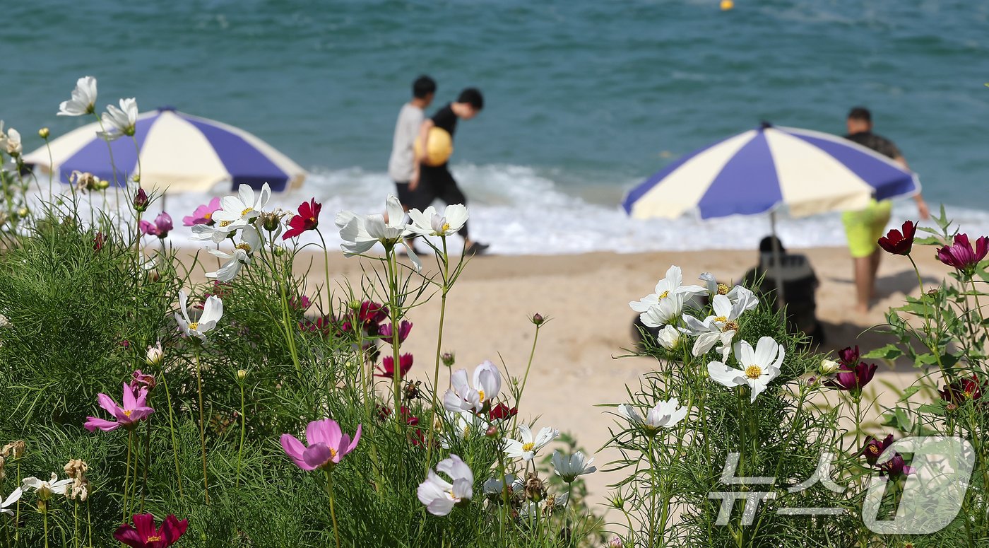 절기상 입추&#40;立秋&#41;를 하루 앞두고 폭염이 이어지고 있는 6일 오후 강원 강릉시 순긋 해변 바닷가에 코스모스가 자태를 드러내고 있다. 2024.8.6/뉴스1 ⓒ News1 김진환 기자