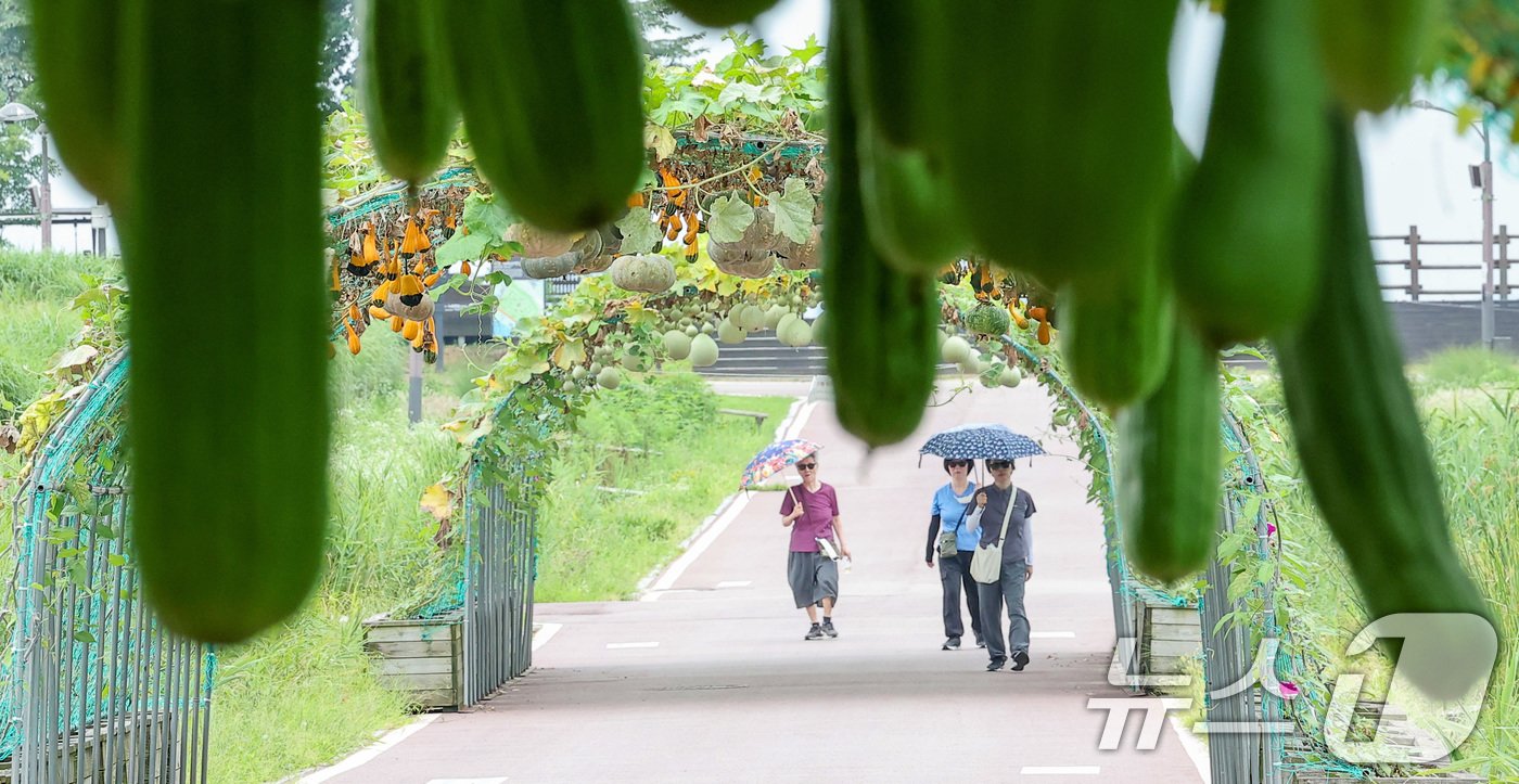 절기상 입추&#40;立秋&#41;인 7일 서울 마포구 하늘공원을 찾은 시민들이 수세미 터널을 지나고 있다. 2024.8.7/뉴스1 ⓒ News1 김성진 기자