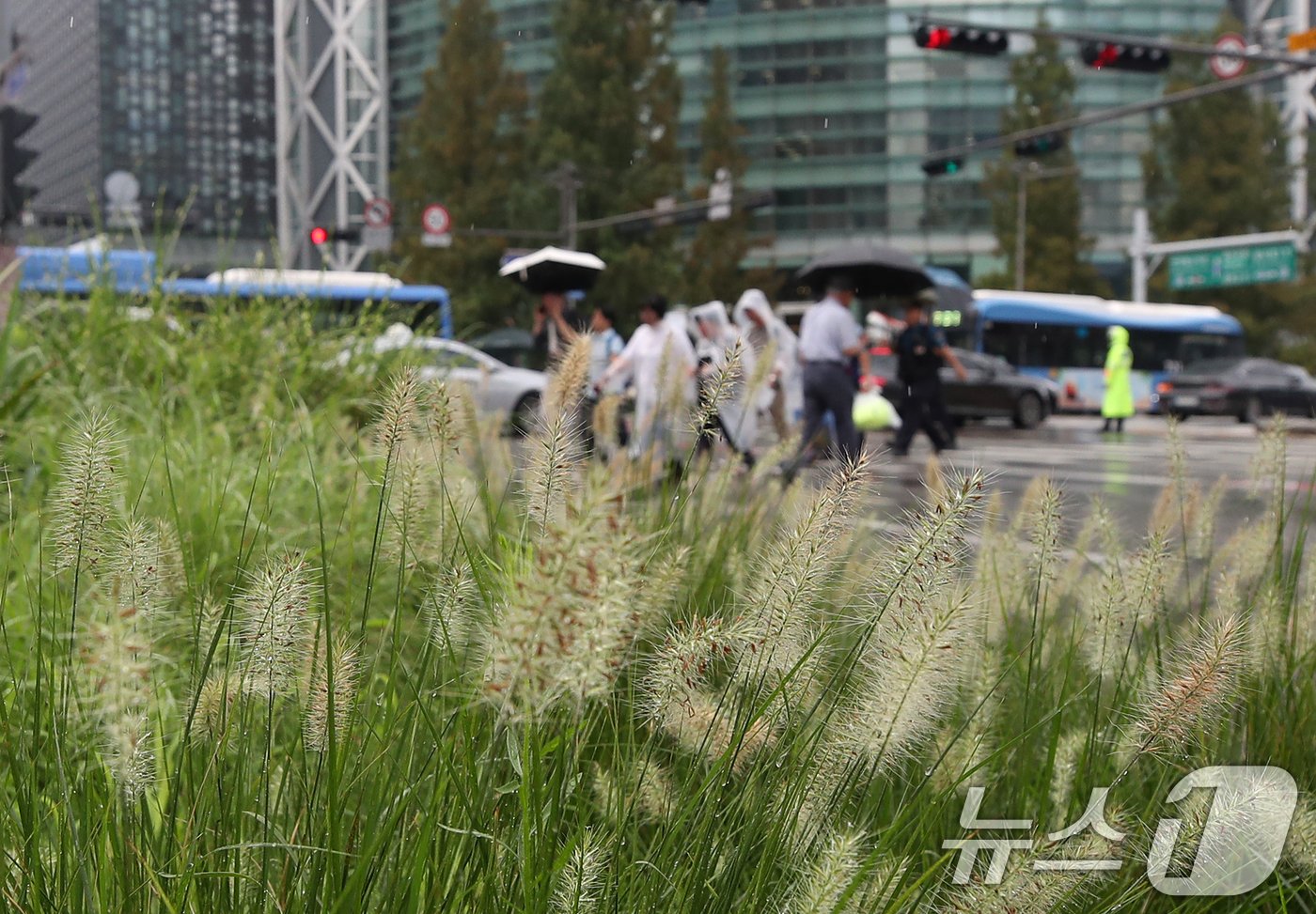 본문 이미지 - 절기상 입추(立秋)인 7일 서울 종로구 종각역 인근 횡단보도에서 시민들이 우산으로 비를 피하며 걷고 있다. 2024.8.7/뉴스1 ⓒ News1 오대일 기자