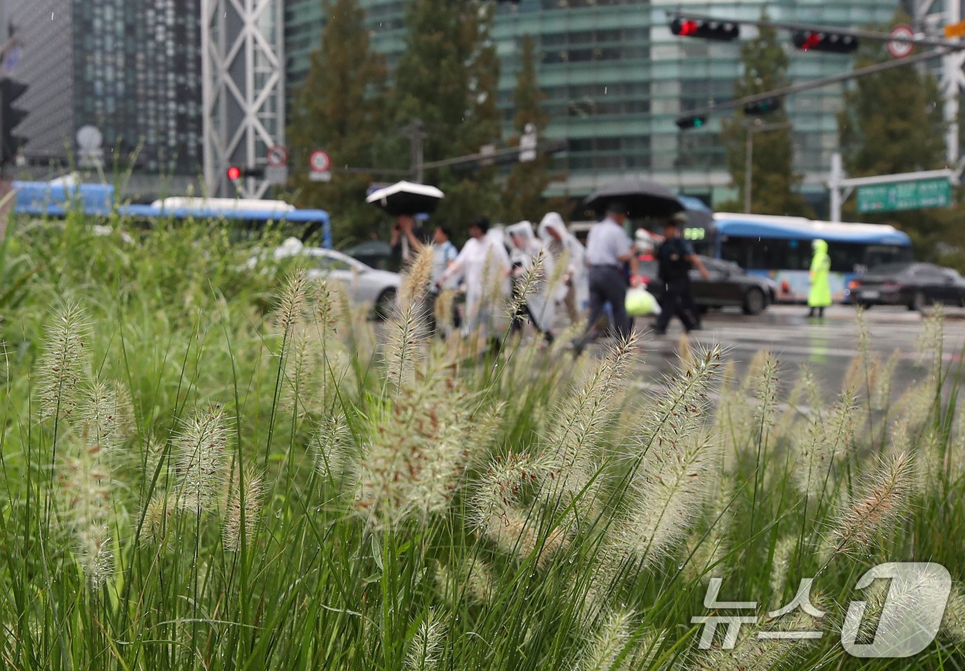 절기상 입추&#40;立秋&#41;인 7일 서울 종로구 종각역 인근 횡단보도에서 시민들이 우산으로 비를 피하며 걷고 있다. 2024.8.7/뉴스1 ⓒ News1 오대일 기자