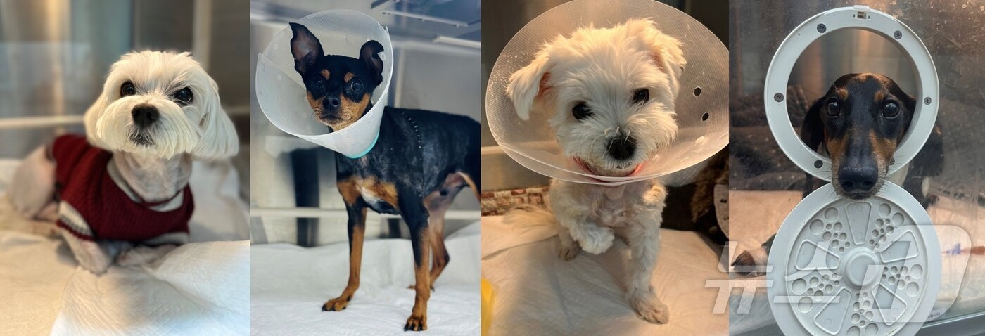 본문 이미지 - 이첨판막재건술을 받고 건강을 회복한 반려견들(넬동물의료센터 제공) ⓒ 뉴스1